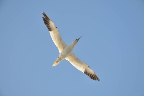 Northern Gannet (Morus bassanus) in flight