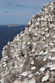 Northern Gannet (Morus bassanus) colony