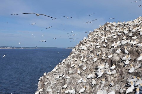 Northern Gannet (Morus bassanus) colony