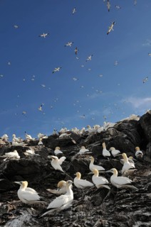 Northern Gannets (Morus bassanus) in a breeding colony