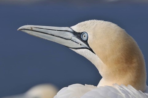 Northern Gannet (Morus bassanus)