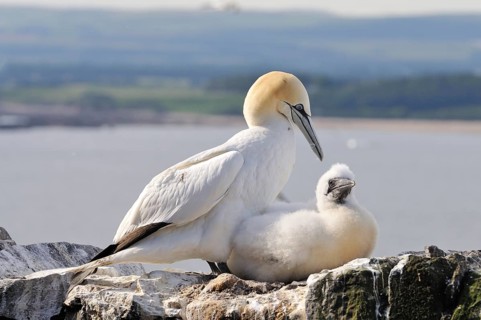 Northern Gannet (Morus bassanus) with a young bird on a wall of an ancient ruin