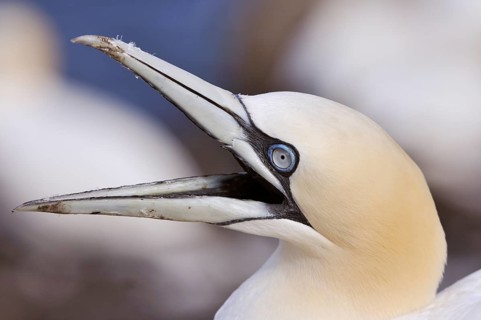 Northern Gannet (Morus bassanus) with an opened beak