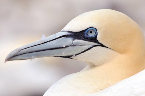 Northern Gannet (Morus bassanus)