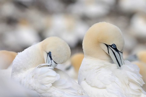 Northern Gannets (Morus bassanus) preening
