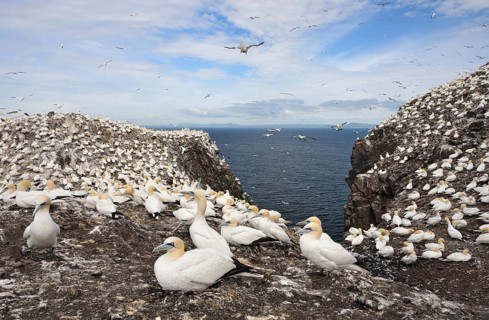 Northern Gannets (Morus bassanus) in a breeding colony