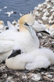 Northern Gannet (Morus bassanus) with a young bird in a breeding colony