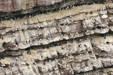 Bird cliffs