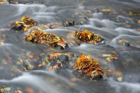 Selke River in autumn