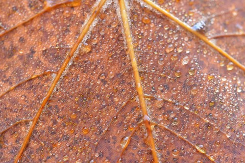 Autumn leaf with dew drops