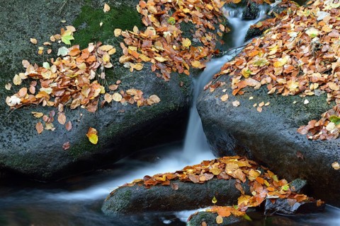 Ilse River in autumn