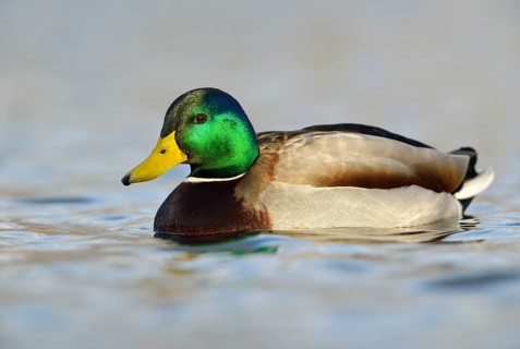 Mallard (Anas platyrhynchos)