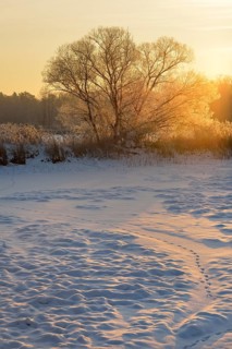 Snow-covered and frosty winter landscape in a pond area at sunrise