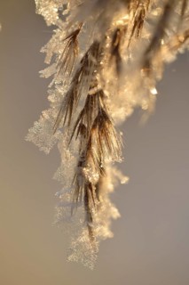 Thick layer of ice crystals on dried grass