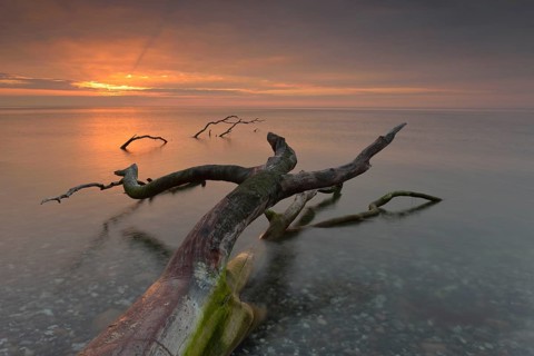 Broken tree stump in the water