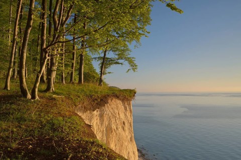 Beech forest on the edge of the steep coast in the first morning light