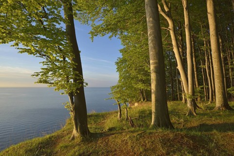 Beech forest on the edge of the steep coast in the first morning light