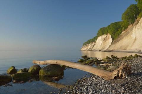 Stones and dead wood on the beach