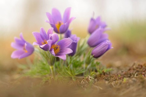 Common Pasque Flower or Dane's Blood (Pulsatilla vulgaris)