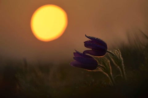 Common Pasque Flower or Dane's Blood (Pulsatilla vulgaris)