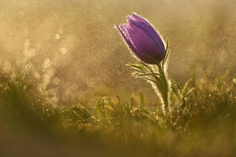 Common Pasque Flower or Dane's Blood (Pulsatilla vulgaris) in drizzling rain
