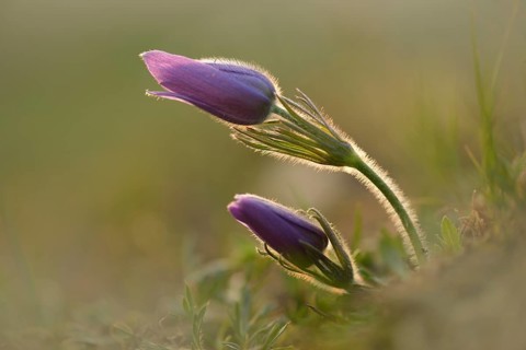 Common Pasque Flower or Dane's Blood (Pulsatilla vulgaris)