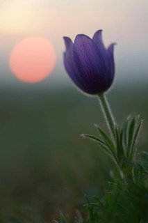 Common Pasque Flower or Dane's Blood (Pulsatilla vulgaris) in front of the setting sun
