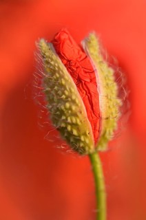 Corn Poppy or Red Poppy (Papaver rhoeas)