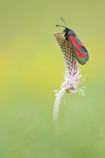 Transparent Burnet (Zygaena purpuralis)