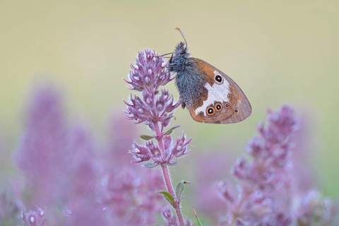 Pearly Heath (Coenonympha arcania)