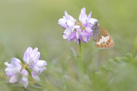 Pearly Heath (Coenonympha arcania)