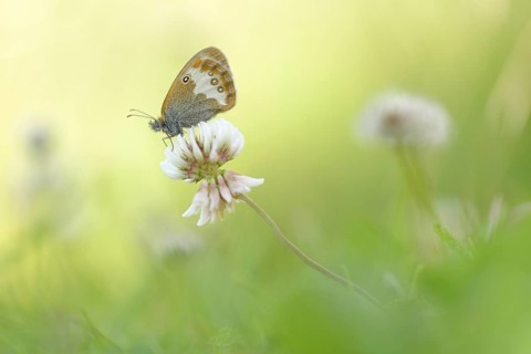 Pearly Heath (Coenonympha arcania)