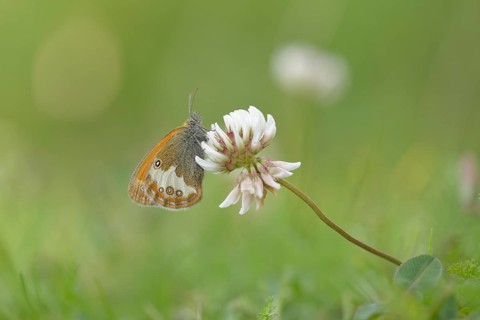 Pearly Heath (Coenonympha arcania)