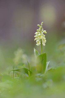 Pale-flowered Orchid (Orchis pallens)