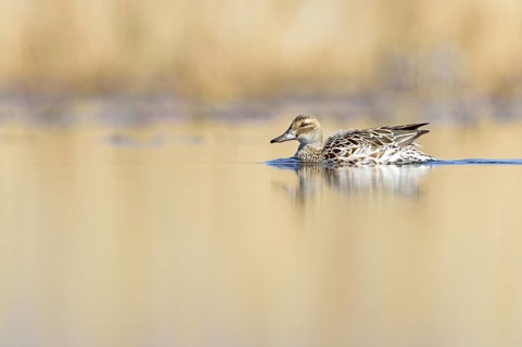 Garganey duck (Anas querquedula)