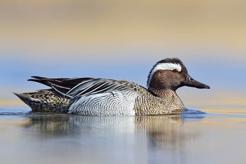 Garganey duck (Anas querquedula)