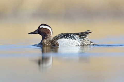 Garganey duck (Anas querquedula)
