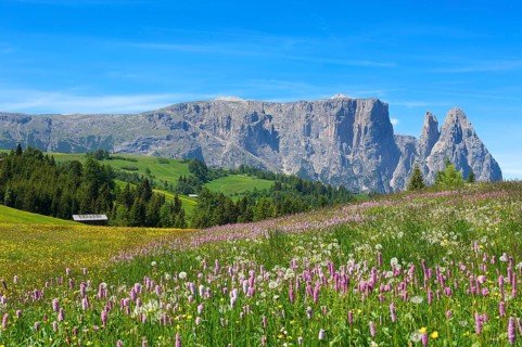 Alpine meadow with blooming Bistort (Bistorta officinalis)