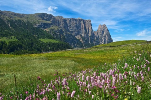 Alpine meadow with blooming Bistort (Bistorta officinalis)