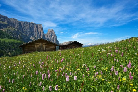 Alpine meadow with blooming Bistort (Bistorta officinalis)