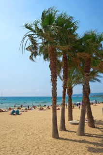 Palm trees on the beach Saint Clair