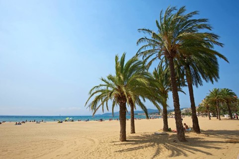 Palm trees on the beach Saint Clair