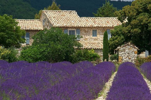 House in a lavender field
