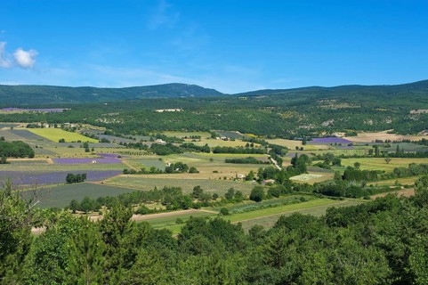 Landscape with lavender fields