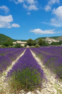 View over a lavender field towards the village