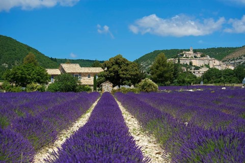 View over a lavender field towards the village