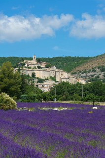 View over a lavender field towards the village