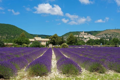 View over a lavender field towards the village
