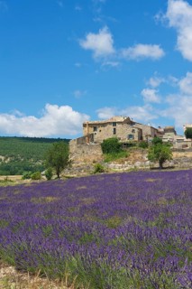 Lavender field with an old settlement