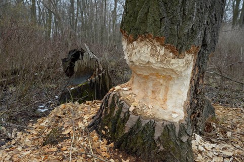 Beaver damage